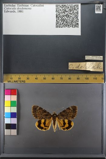 Media type: image;   Entomology 749325